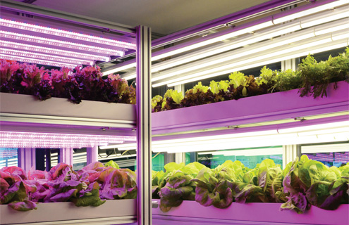 飛利浦LED燈珠植物燈應用